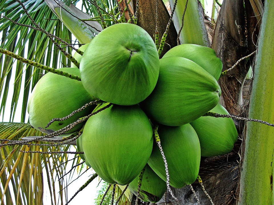 Coconut-Tree
