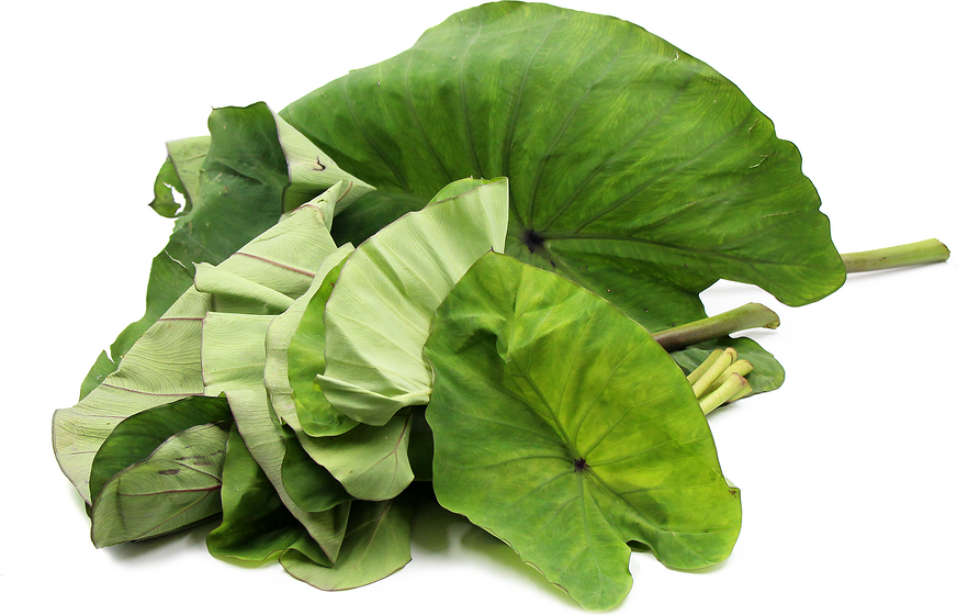 arum spinach