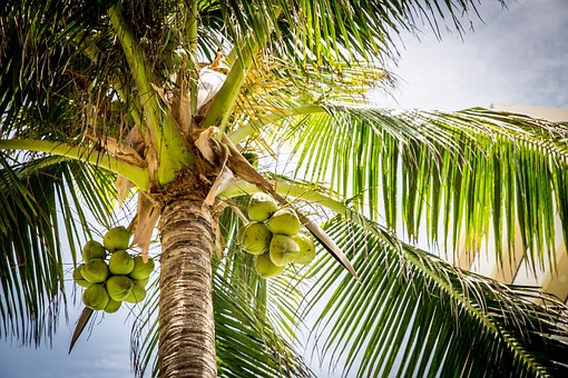 Coconut Water | Coconut Tree